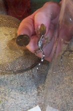 2nd white lined hatchling