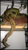 PTS mating
