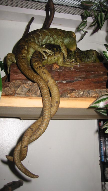 PTS mating
