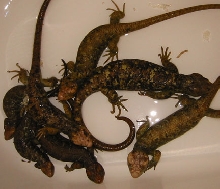 prehensile tailed skink family