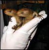 newborn PTS