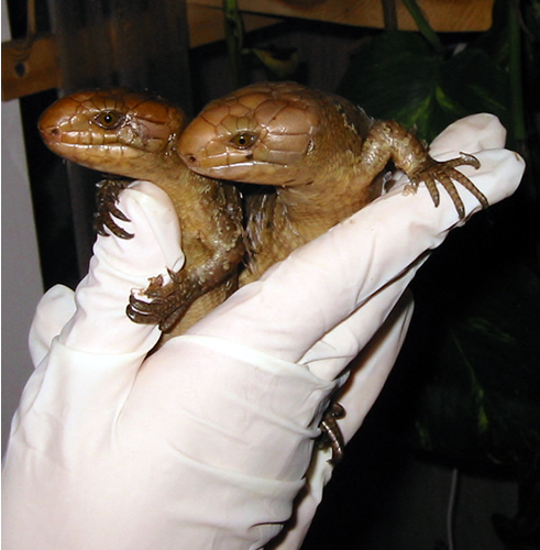 newborn PTS