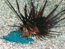 Saltwater - Austin Aquariums