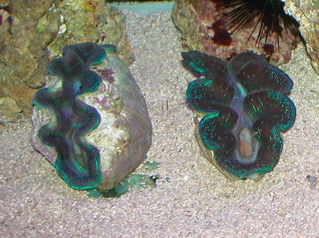 Saltwater Photos