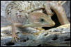 Texas Alligator Lizard