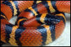 Mexican Milk Snake