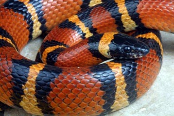 Mexican Milk Snake