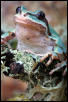 Mountain Tree Frog