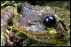 Haitian Tree Frog