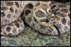 Mexican Hognose Snake