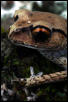 Malayan Red Eyed