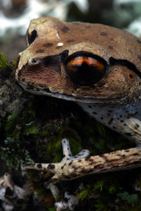 Malayan Red Eyed