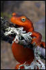 Sierra Nevada Newt