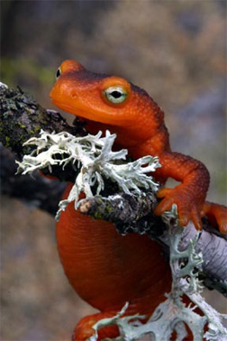 Sierra Nevada Newt