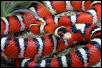 Sonora Mountain Kingsnake