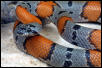 Gray-banded Kingsnake
