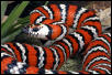 California Mountain Kingsnake