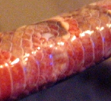 1 tail close up