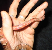 2 tail