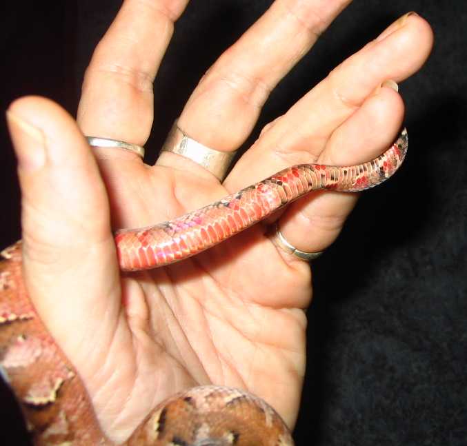 2 tail