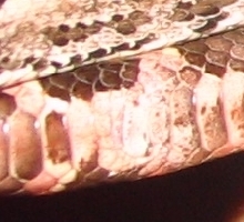 3 close up
