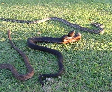 Three colours of Fiji Boa