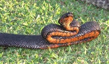 Black Fiji Boa reared up
