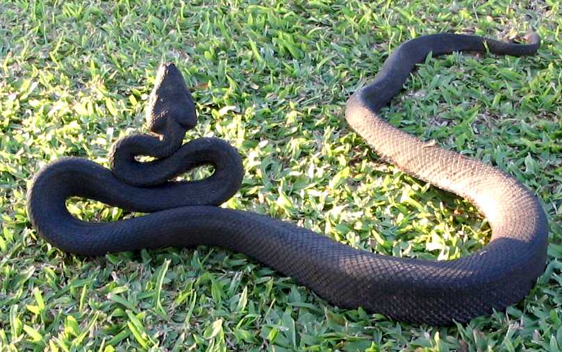 Black Fiji Boa back