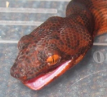 Evil laugh
