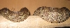Poss ovulating Fiji Boa on branch close up