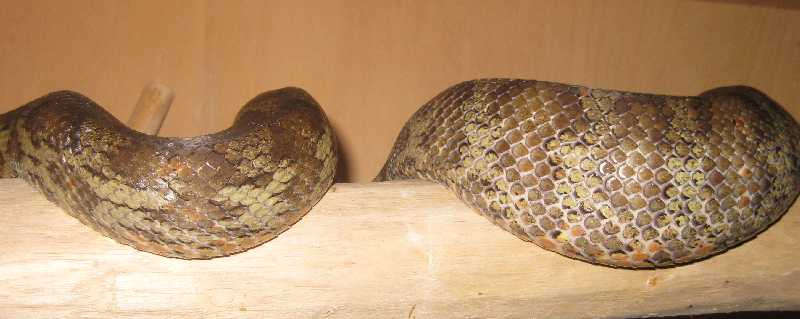 Poss ovulating Fiji Boa on branch close up