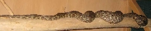 Poss ovulating Fiji Boa on branch