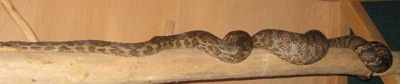 Poss ovulating Fiji Boa on branch