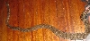 Back of poss ovulating Fiji Boa