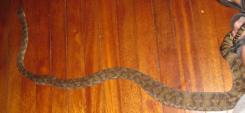 Back of poss ovulating Fiji Boa