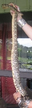 Profile poss ovulating Fiji Boa
