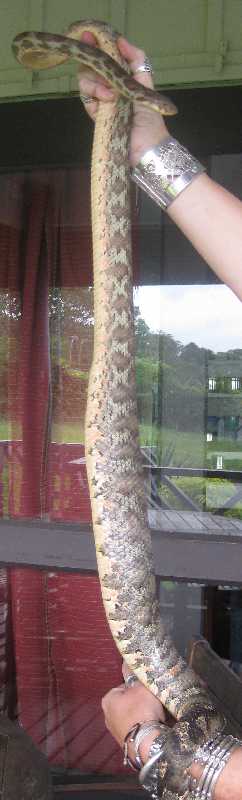 Profile poss ovulating Fiji Boa