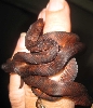 Fingersnake