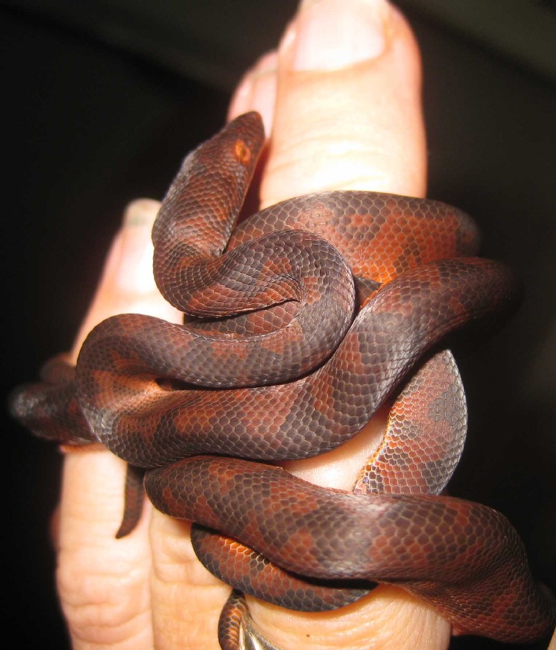Fingersnake