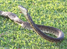Adult grey Fiji Boa cobra stance