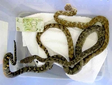 Two female C. bibroni bibroni from Kadavu Island, Fiji