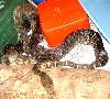 Lilith and Grendal mating