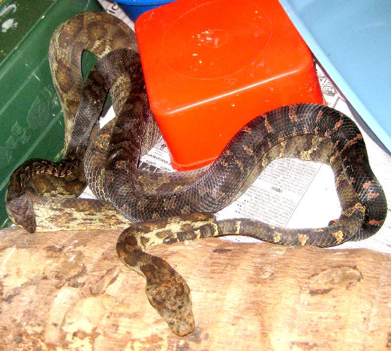 Lilith and Grendal mating
