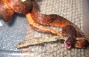 Geckos end