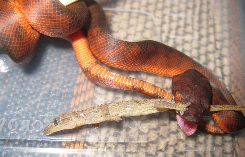 Geckos end