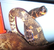 Lilith and Grendal tails twined
