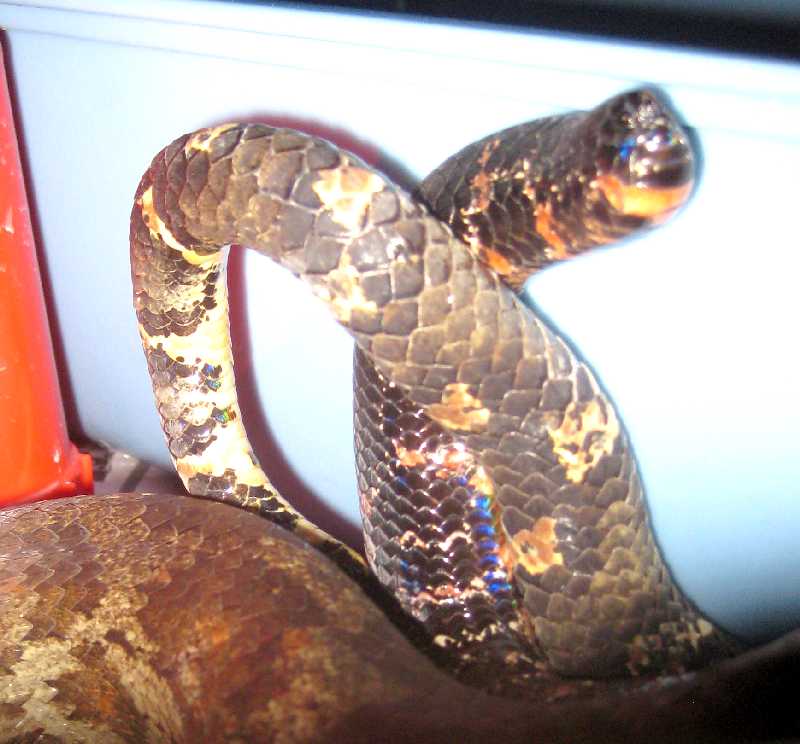 Lilith and Grendal tails twined