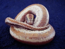 The Rosy boa's Jnani which practices Jnana yoga