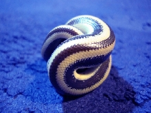Guaymas rosy boa ball