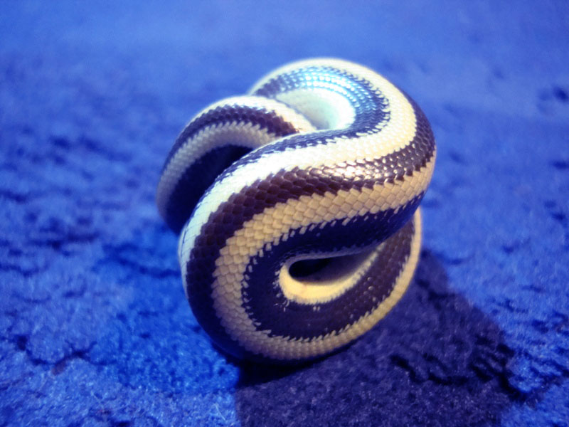 Guaymas rosy boa ball